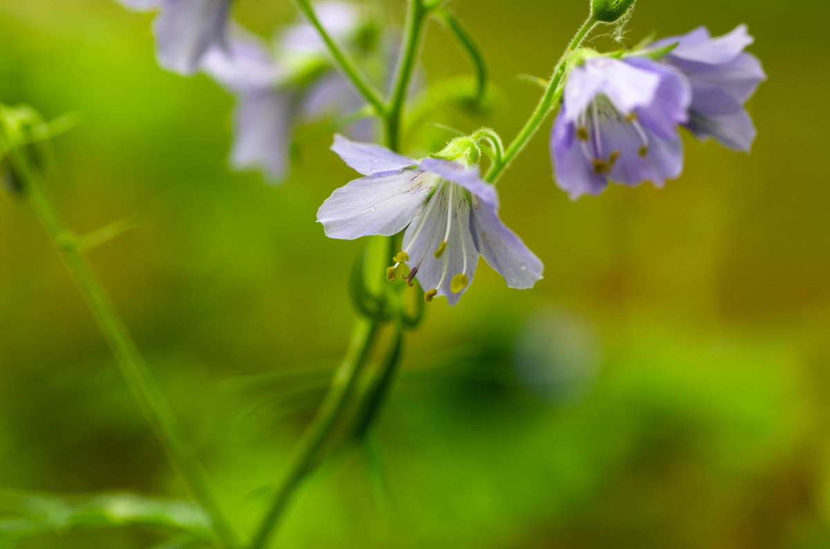 f:id:suikan:20190605124658j:plain