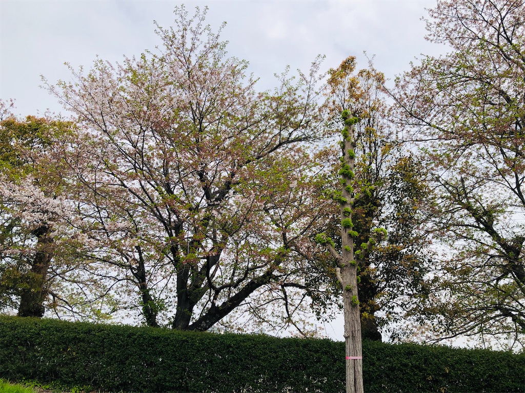 f:id:suimie-suimie:20250412181519j:image