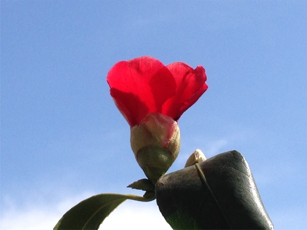 玄椿 河惣益巳 林檎でダイエット 佐々木倫子 睡紫庵文庫