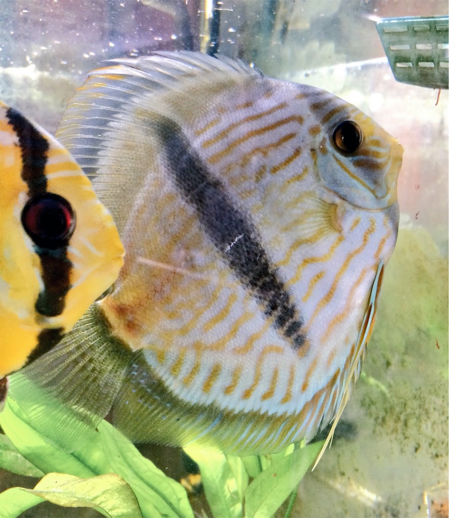 f:id:suisougakka:20180125135100j:image f:id:suisougakka:20180125135100j:image