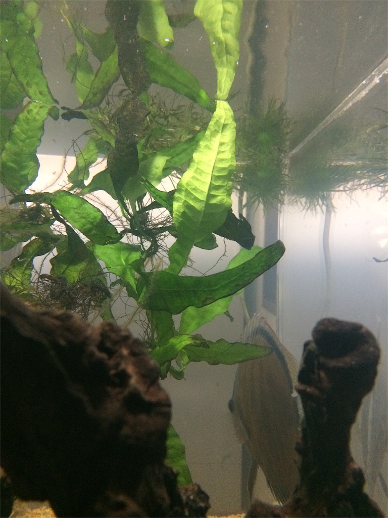 f:id:suisougakka:20180917202118j:image f:id:suisougakka:20180917202118j:image