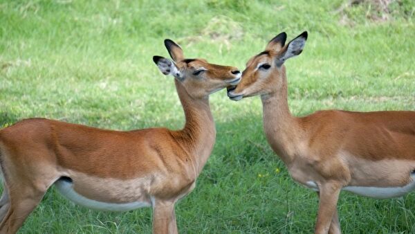 鹿が２頭、向かい合って鼻と鼻をこすりあわせている写真。