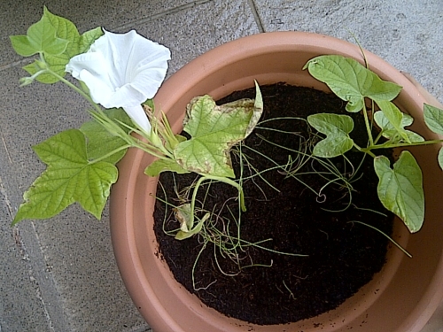f:id:suisuifiji:20121104065642j:image