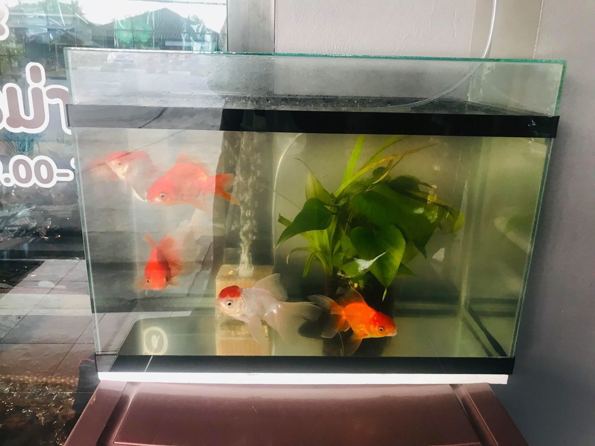 f:id:suisuiphuket:20190709062934j:plain