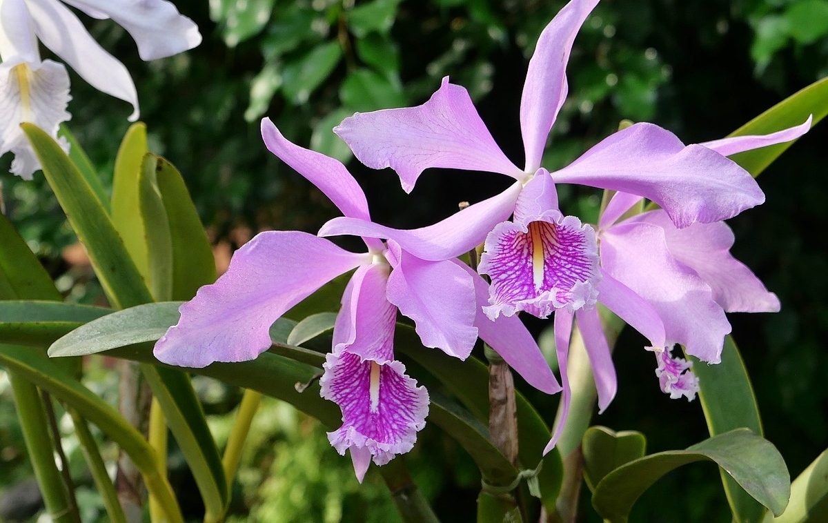 豪華な“ランの花たち”・・!! - すいたじいじの花ごよみ