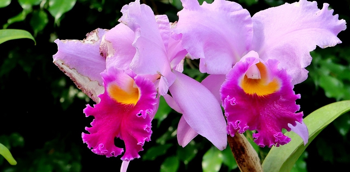 豪華な“ランの花たち”・・!! - すいたじいじの花ごよみ