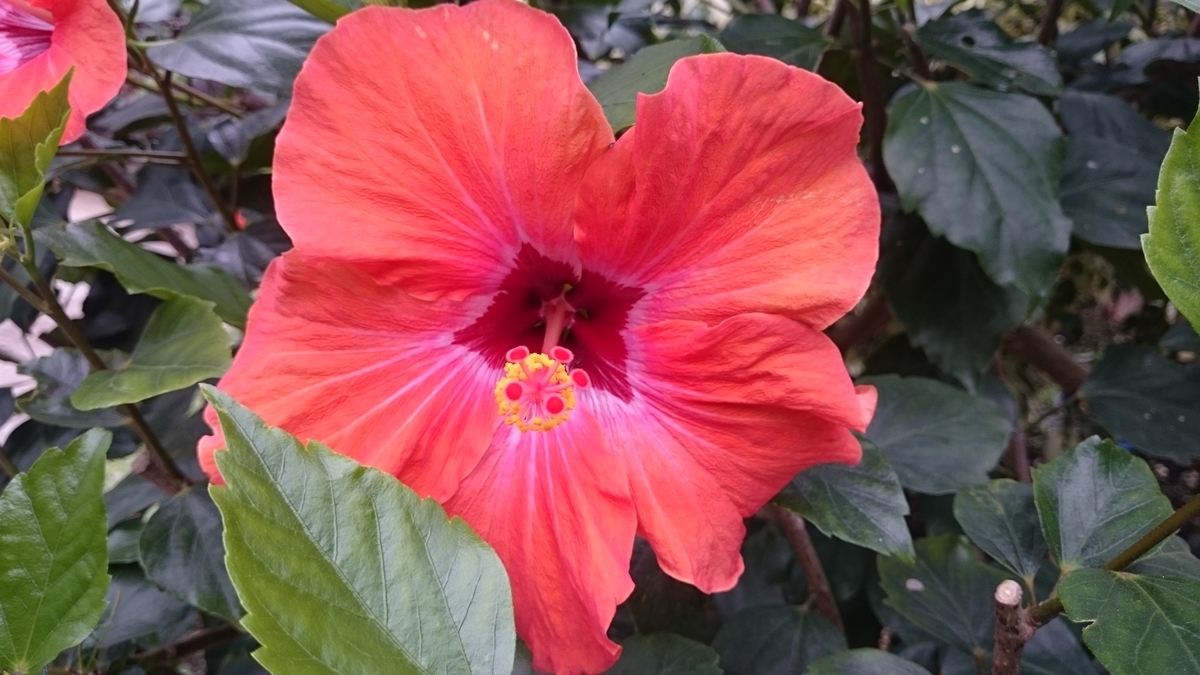 f:id:suizougan:20190523105011j:plain f:id:suizougan:20190523105011j:plain