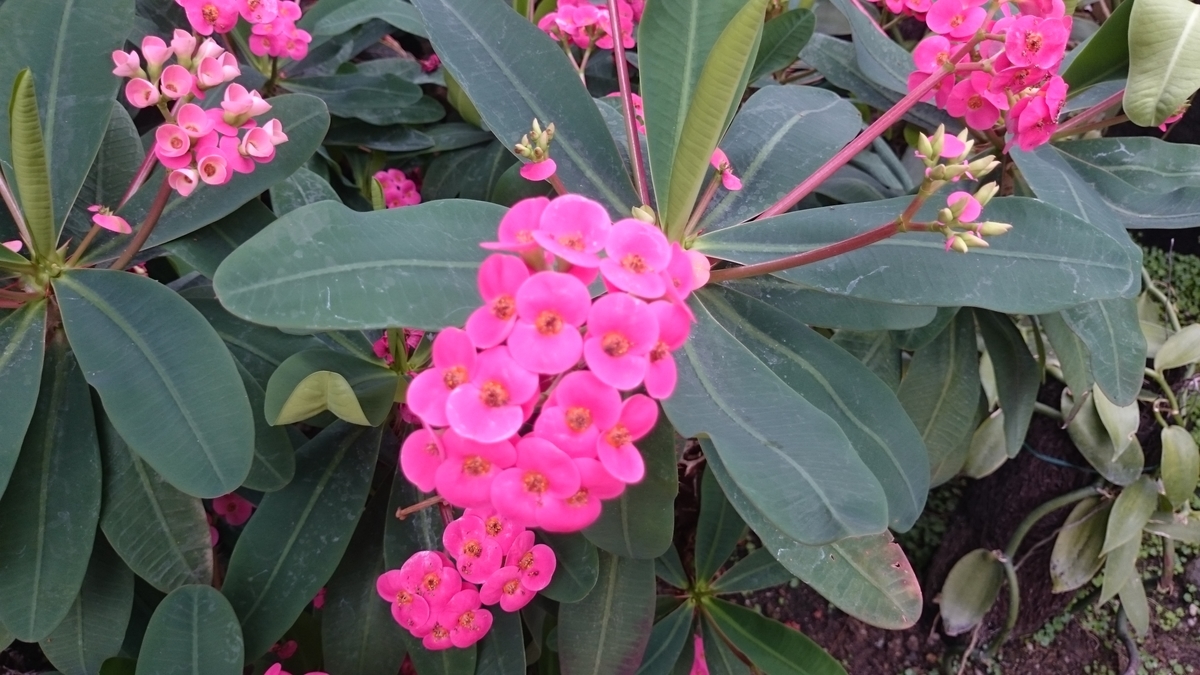 f:id:suizougan:20190523105037j:plain f:id:suizougan:20190523105037j:plain