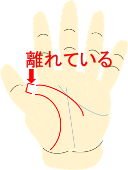 生命線と離れた頭脳線(知能線)