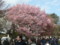 新宿御苑2009春