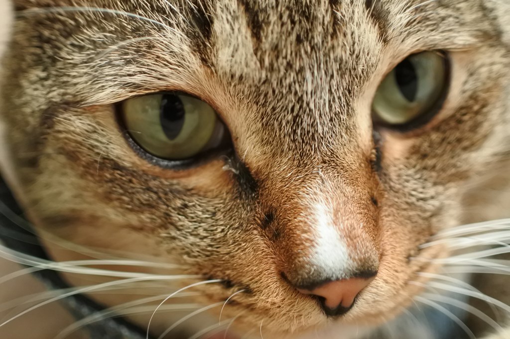 f:id:sukesaan:20191018005102j:plain f:id:sukesaan:20191018005102j:plain