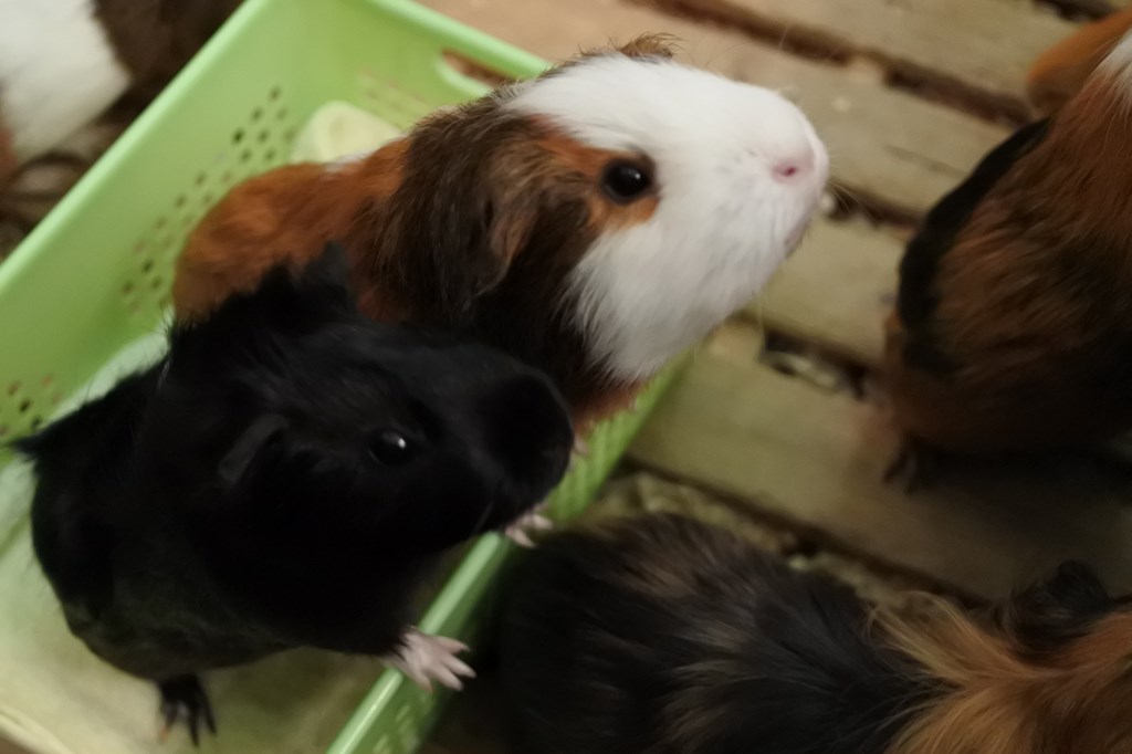 f:id:sukesaan:20191018005233j:plain f:id:sukesaan:20191018005233j:plain