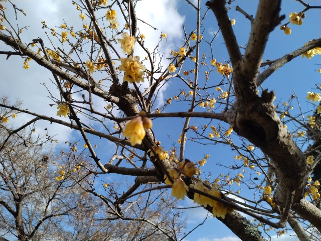 f:id:sukinatabi:20250122004322j:image