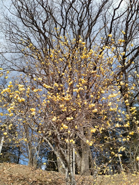 f:id:sukinatabi:20250122004328j:image