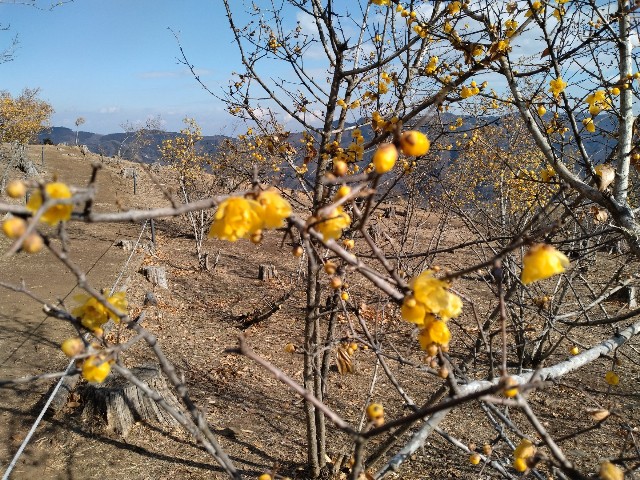 f:id:sukinatabi:20250122004330j:image