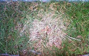 f:id:sukisukigassyo:20191006214633j:plain