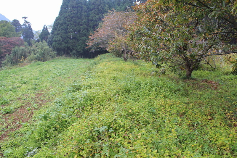 イメージ 5