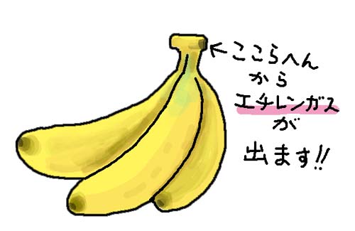 f:id:sukoyakagamo:20210804202609j:plain