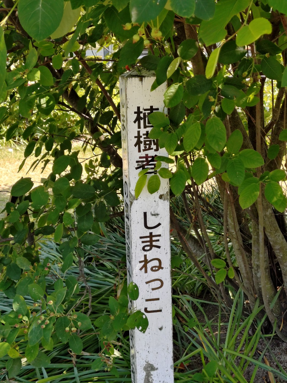 f:id:sukunade:20260522125548j:image f:id:sukunade:20260522125548j:image