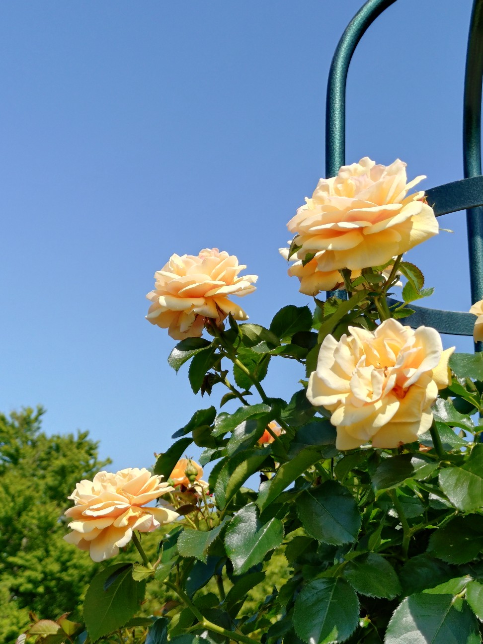 f:id:sukunade:20260612220158j:image