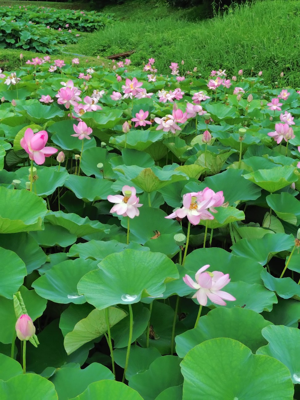f:id:sukunade:20260629200336j:image f:id:sukunade:20260629200336j:image