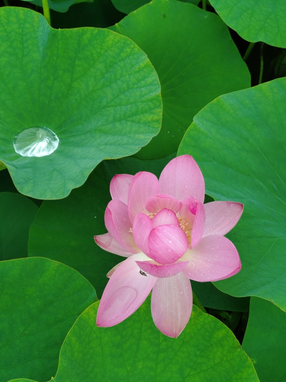 f:id:sukunade:20260629200337j:image f:id:sukunade:20260629200337j:image