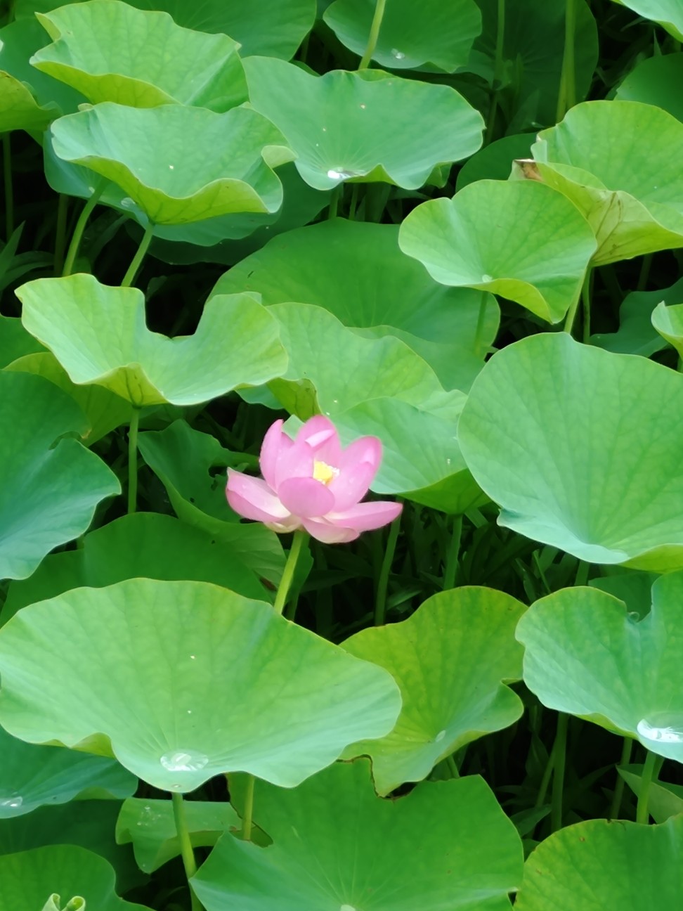 f:id:sukunade:20260629200342j:image f:id:sukunade:20260629200342j:image