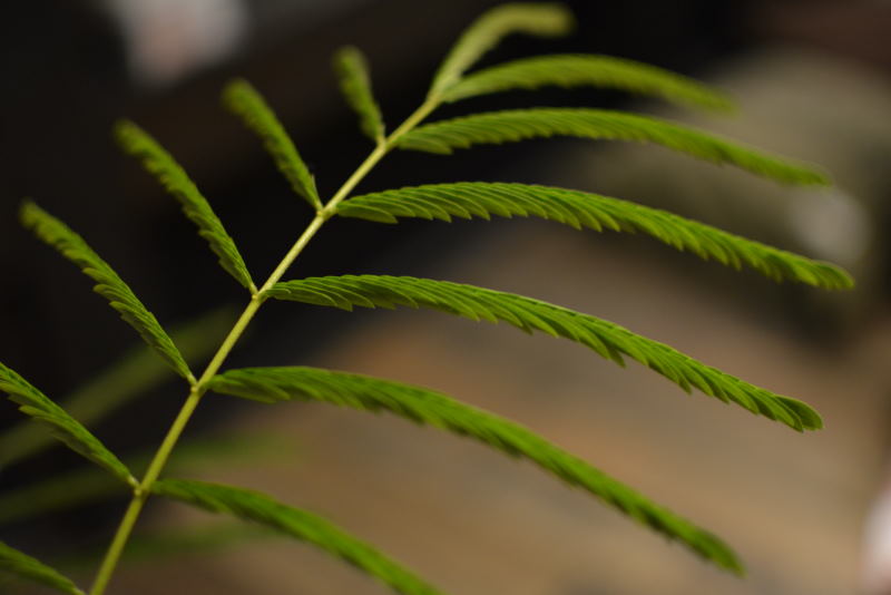 観葉植物でオシャレな暮らし エバーフレッシュの育て方 住まいノート