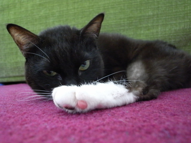 f:id:sumao:20100306040041j:image