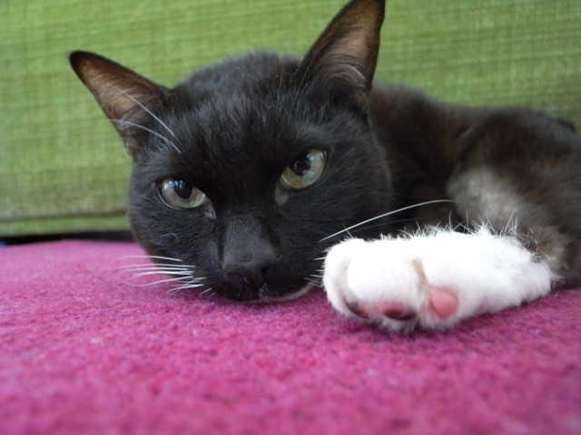 f:id:sumao:20100306040042j:image