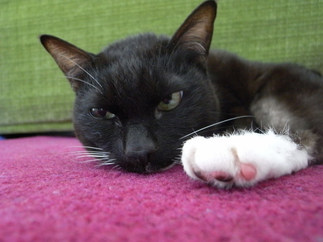 f:id:sumao:20100306040043j:image