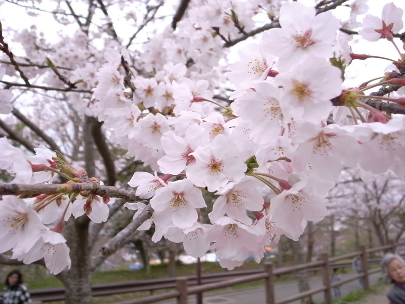 f:id:sumao:20100411142525j:image