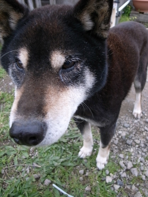 f:id:sumao:20100411143134j:image