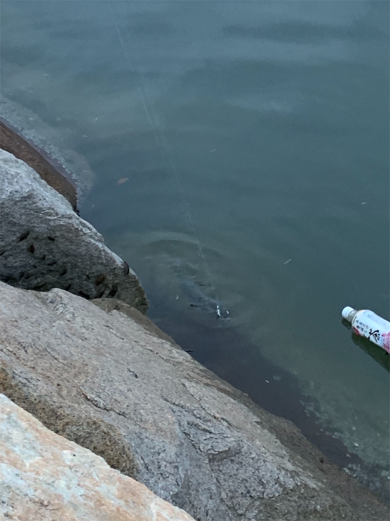 f:id:sumatora_fish548:20190903000543j:image f:id:sumatora_fish548:20190903000543j:image
