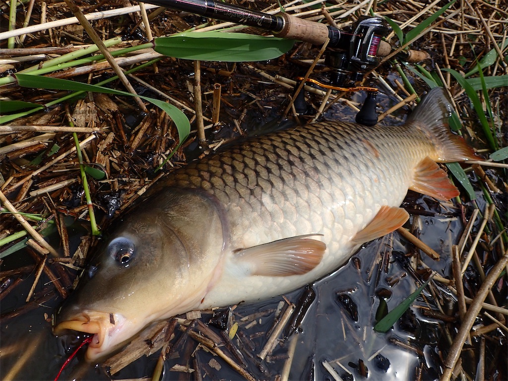 Sumatora Fish548 S Diary Sumatora Fish548 S Diary