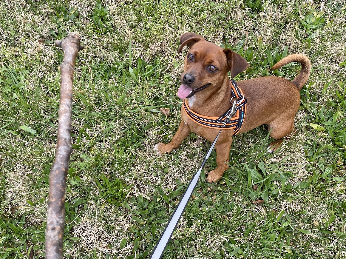 保護犬とは 動植物の人気 最新記事を集めました はてな