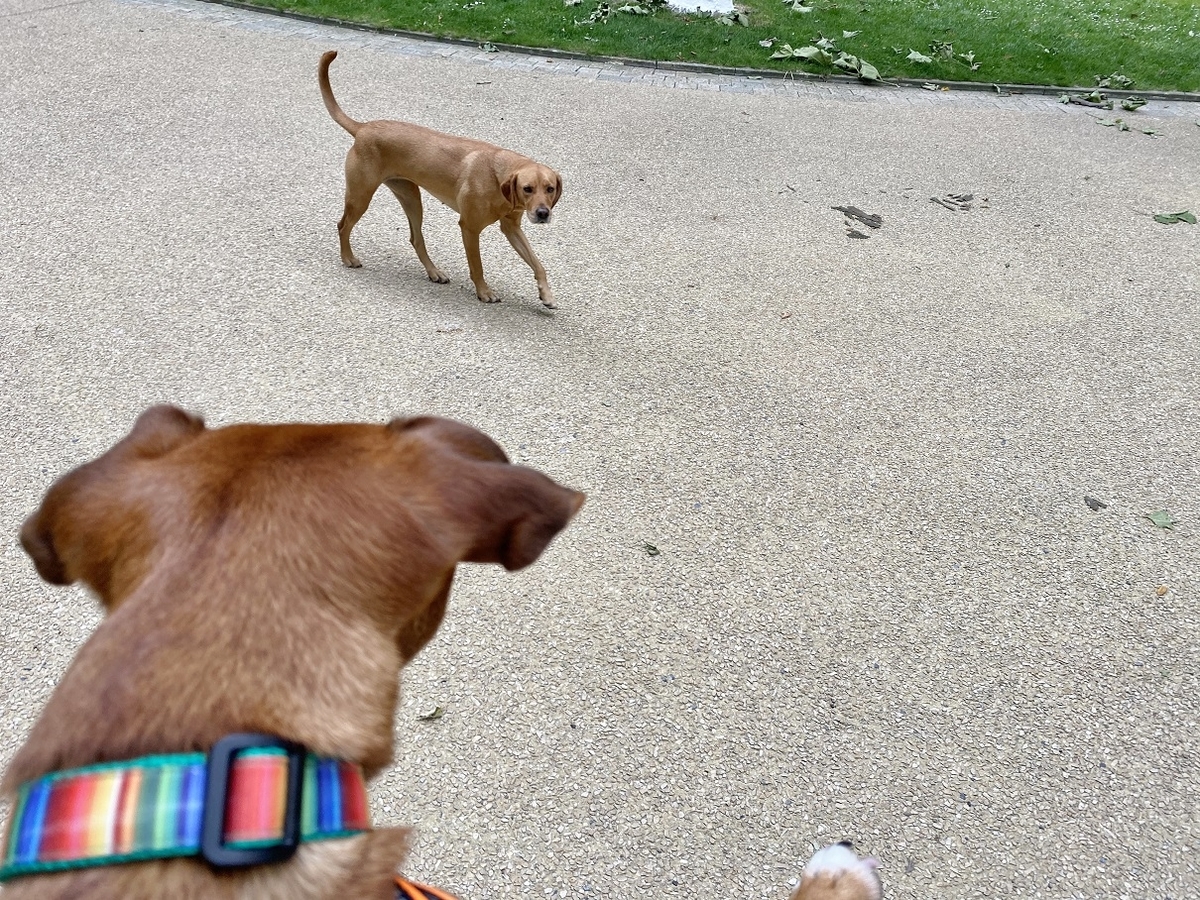 ペニー 猛犬に襲われる Pennyと地球あっちこっち