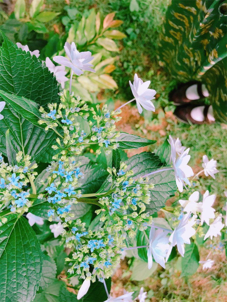 f:id:sumeshi580:20181229113526j:image