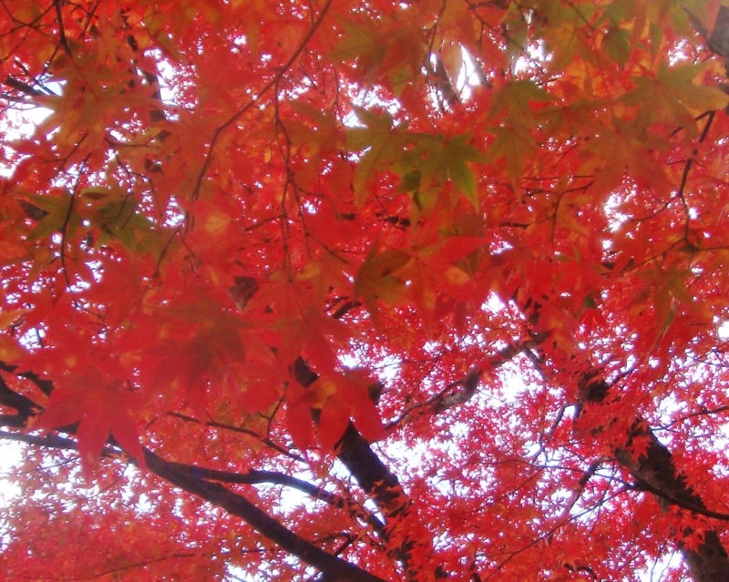 f:id:sumichan62:20141029105030j:image:w150:left