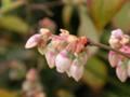 ブルーベリーの花