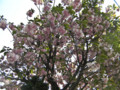 八重桜