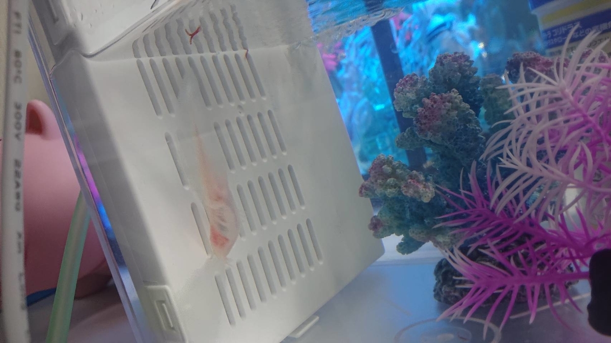 f:id:sumikawater:20200305141441j:plain f:id:sumikawater:20200305141441j:plain