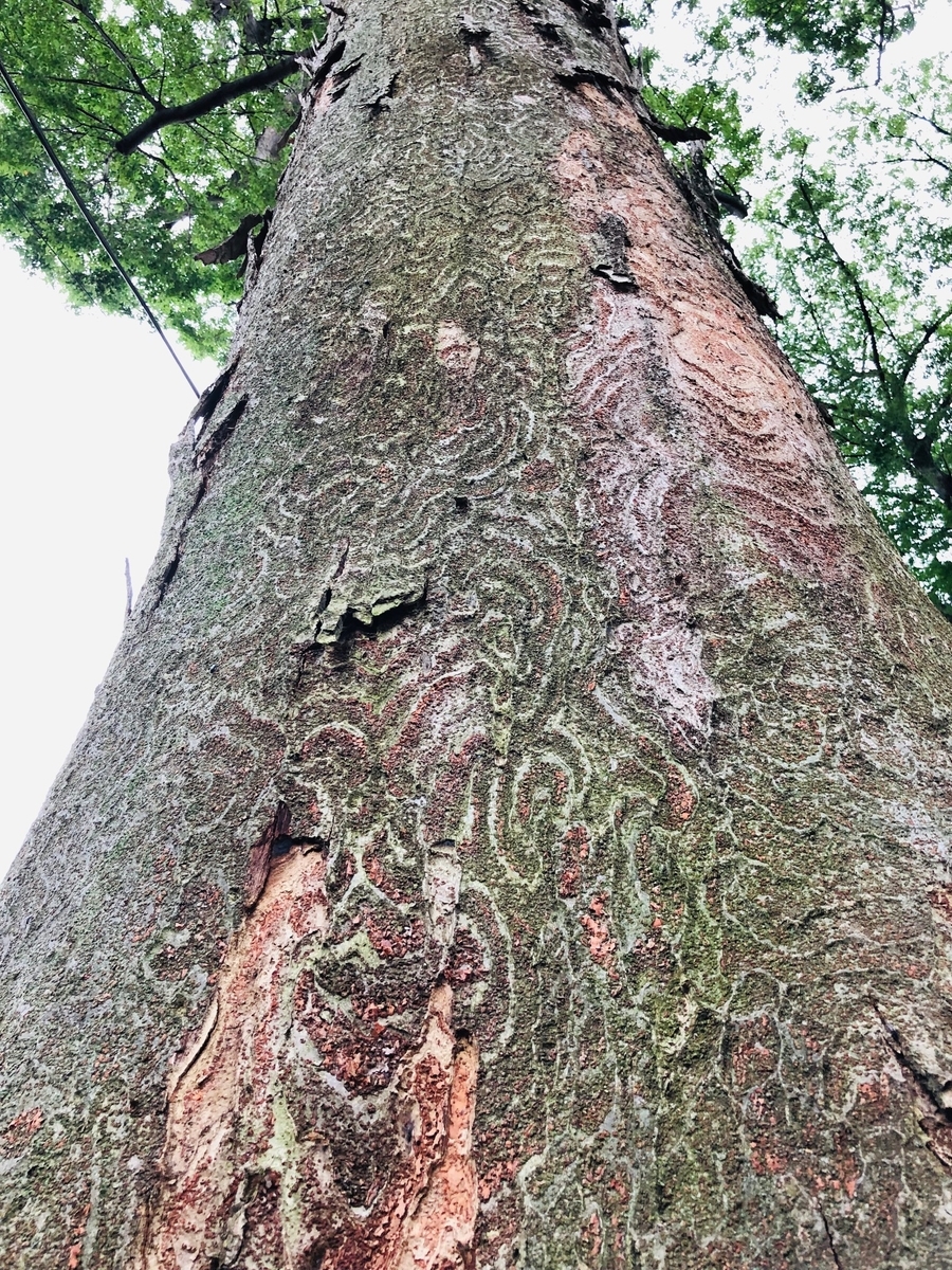 f:id:sumiko325turedure:20190704224552j:plain