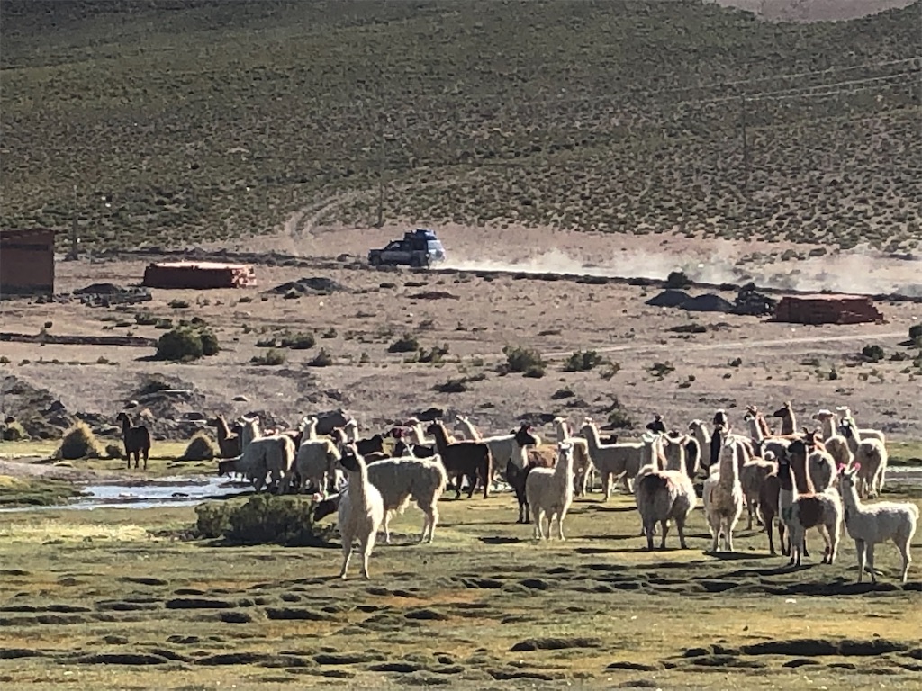 朝の散歩で遭遇したアルパカの大移動2