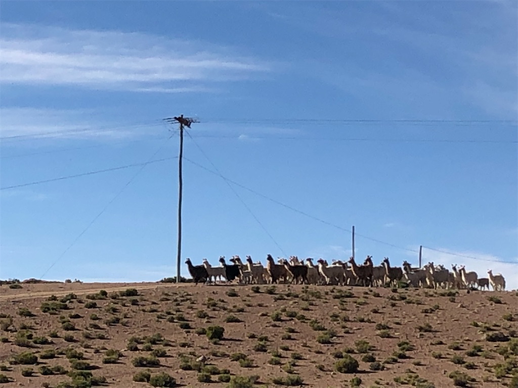 朝の散歩で遭遇したアルパカの大移動