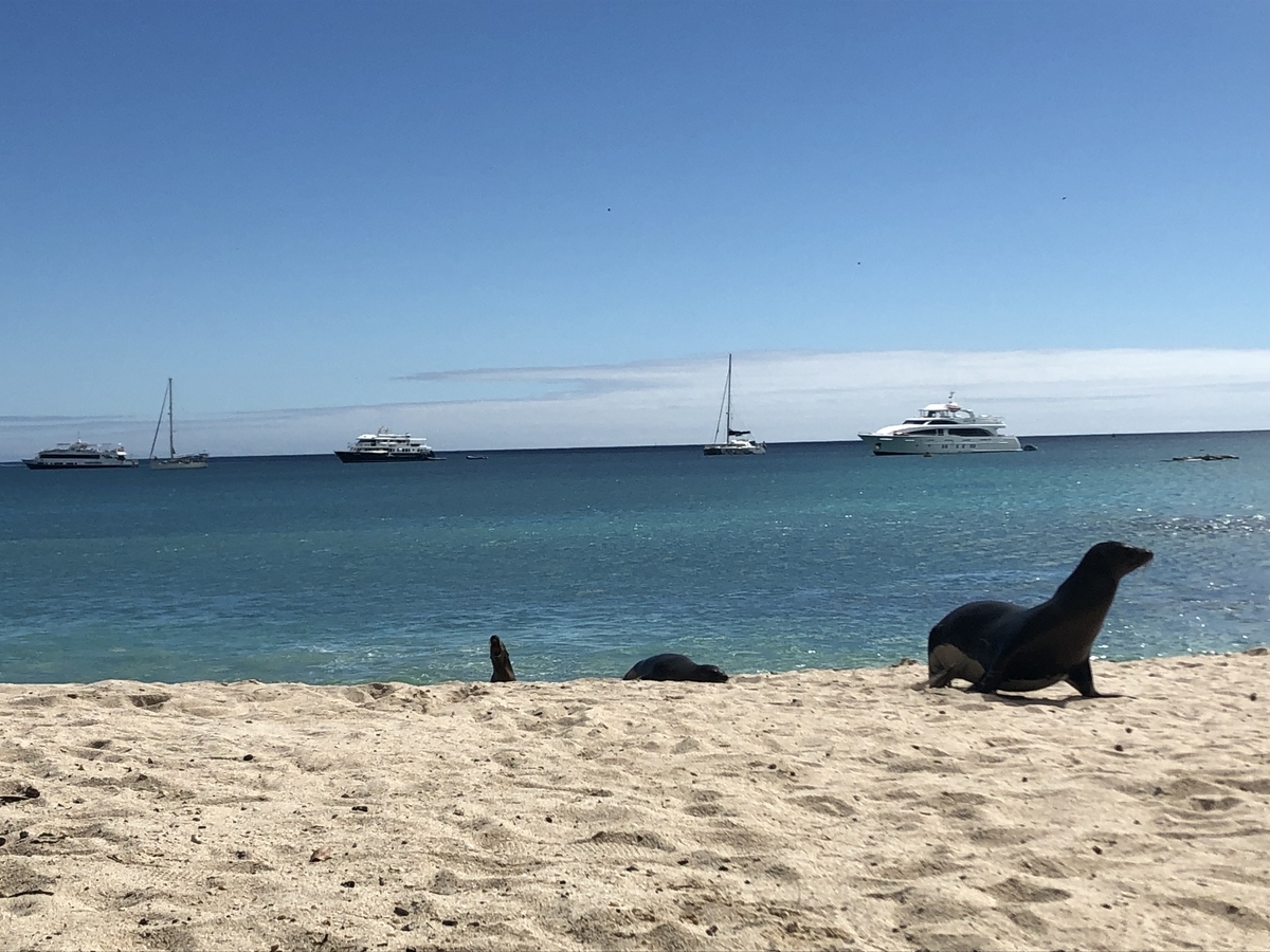 ピースボートで世界一周をする魅力。写真はガラパゴス諸島の海とアシカと