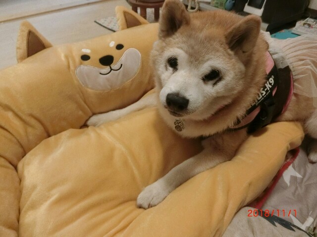 f:id:sumimame:20181102144312j:image f:id:sumimame:20181102144312j:image