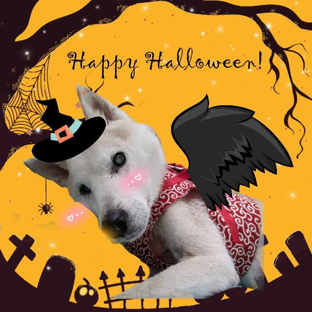 f:id:sumimame:20211001140015j:image f:id:sumimame:20211001140015j:image