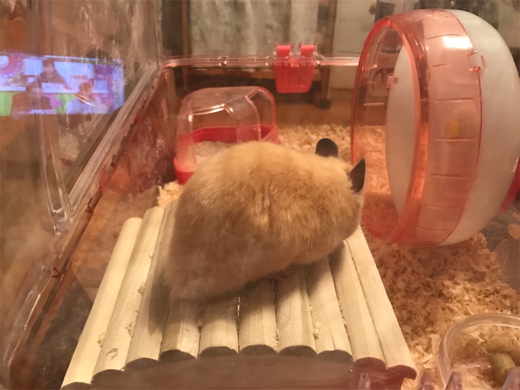 f:id:sumino72:20170223222619j:image