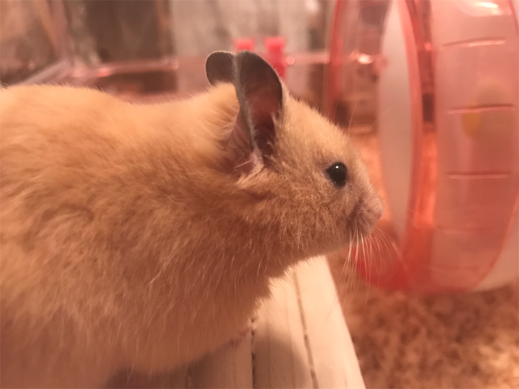 f:id:sumino72:20170223222620j:image